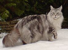 220px-MaineCoonSilverTabby